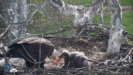 PA Farm Country Eagles Live Cams - Apr 13, 2026, 9:30am EDT