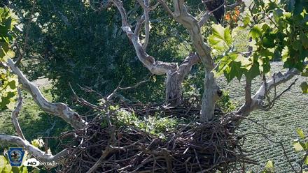 PA Farm Country Eagles Live Cams - Aug 29, 2026, 8:23am EDT