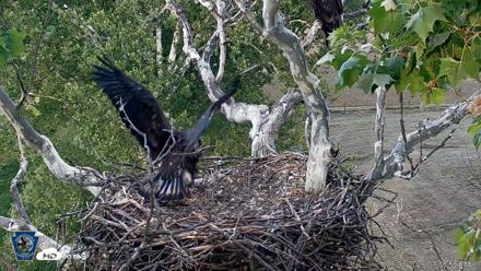 PA Farm Country Eagles Live Cams - Jun 1, 2026, 7:39pm EDT