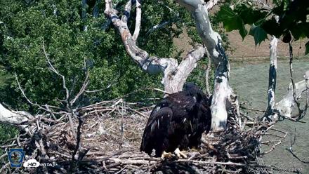 PA Farm Country Eagles Live Cams - May 29, 2026, 3:09pm EDT