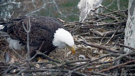 PA Farm Country Eagles Live Cams - Mar 18, 2026, 10:27am EDT
