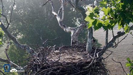PA Farm Country Eagles Live Cams - Jun 29, 2026, 7:12am EDT