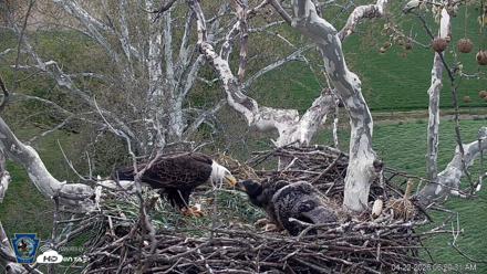 PA Farm Country Eagles Live Cams - Apr 22, 2026, 6:21am EDT