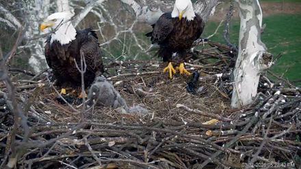 PA Farm Country Eagles Live Cams - Mar 31, 2026, 5:23pm EDT