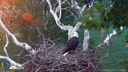 PA Farm Country Eagles Live Cams - Aug 2, 2026, 6:14am EDT