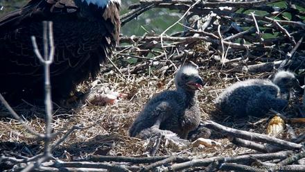 PA Farm Country Eagles Live Cams - Apr 6, 2026, 11:44am EDT