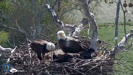 PA Farm Country Eagles Live Cams - May 3, 2026, 9:46am EDT