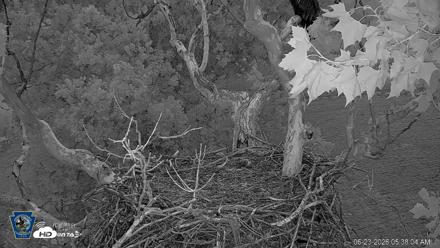PA Farm Country Eagles Live Cams - Jun 23, 2026, 5:39am EDT