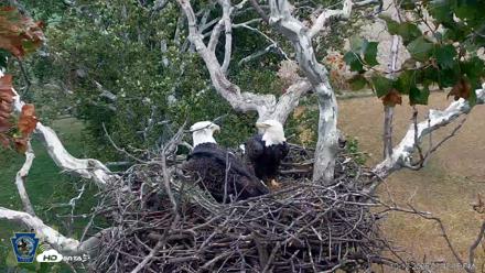 PA Farm Country Eagles Live Cams - Oct 12, 2026, 3:43pm EDT