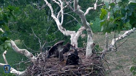 PA Farm Country Eagles Live Cams - Jul 6, 2026, 4:48pm EDT