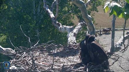 PA Farm Country Eagles Live Cams - Jun 1, 2026, 10:05am EDT