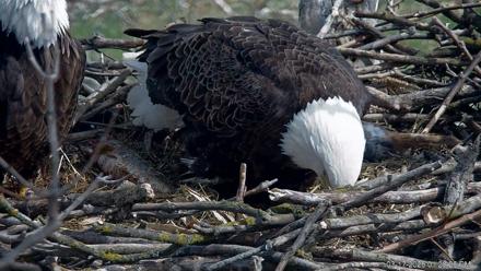 PA Farm Country Eagles Live Cams - Mar 17, 2026, 1:29pm EDT