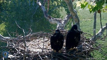 PA Farm Country Eagles Live Cams - May 20, 2026, 8:34am EDT