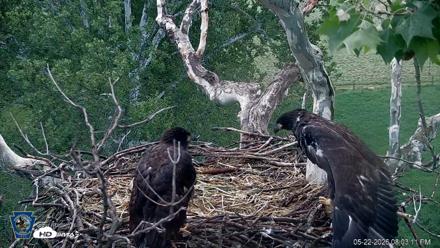 PA Farm Country Eagles Live Cams - May 22, 2026, 8:04pm EDT