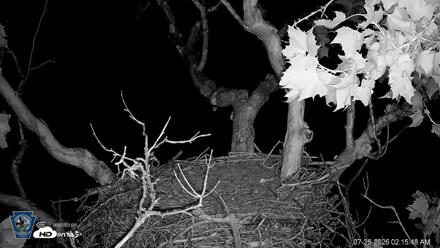 PA Farm Country Eagles Live Cams - Jul 26, 2026, 2:16am EDT