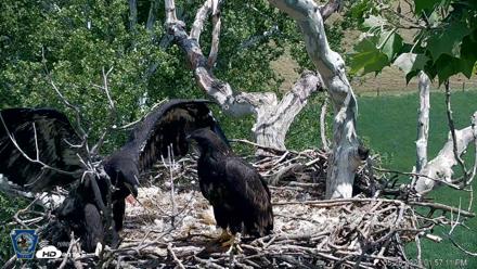 PA Farm Country Eagles Live Cams - May 26, 2026, 1:58pm EDT
