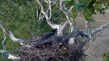 PA Farm Country Eagles Live Cams - Jun 1, 2026, 7:47pm EDT