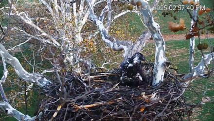 PA Farm Country Eagles Live Cams - Nov 11, 2025, 2:58pm EST