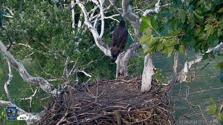 PA Farm Country Eagles Live Cams - Jul 8, 2026, 7:04pm EDT