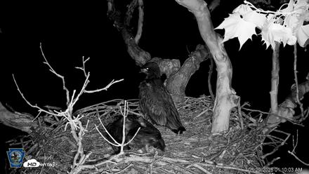 PA Farm Country Eagles Live Cams - May 29, 2026, 1:10am EDT