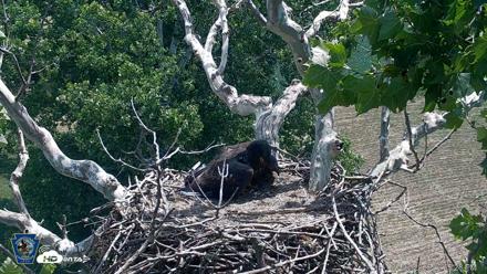 PA Farm Country Eagles Live Cams - Jul 3, 2026, 12:26pm EDT
