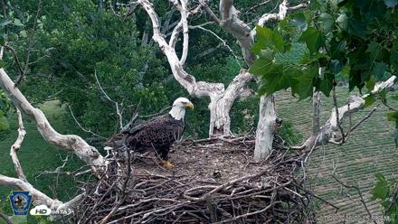 PA Farm Country Eagles Live Cams - Jul 9, 2026, 9:26am EDT