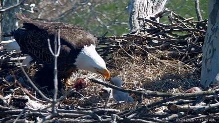 PA Farm Country Eagles Live Cams - Mar 24, 2026, 11:18am EDT