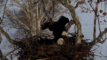 PA Farm Country Eagles Live Cams - Feb 10, 2026, 5:02pm EST
