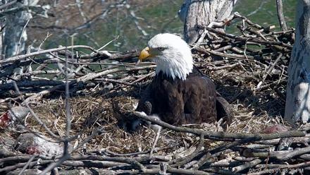 PA Farm Country Eagles Live Cams - Mar 24, 2026, 1:49pm EDT