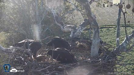 PA Farm Country Eagles Live Cams - May 4, 2026, 7:25am EDT