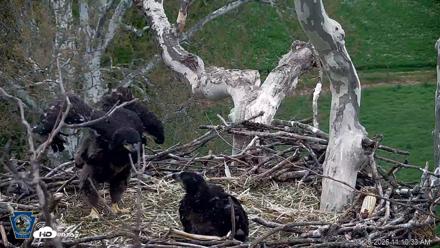 PA Farm Country Eagles Live Cams - Apr 28, 2026, 11:11am EDT