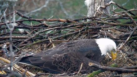 PA Farm Country Eagles Live Cams - Mar 16, 2026, 5:31pm EDT