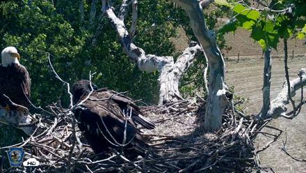 PA Farm Country Eagles Live Cams - Jun 2, 2026, 11:04am EDT