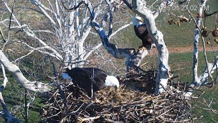 PA Farm Country Eagles Live Cams - Dec 3, 2025, 1:28pm EST