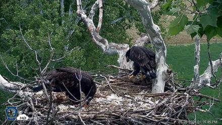 PA Farm Country Eagles Live Cams - May 26, 2026, 1:17pm EDT