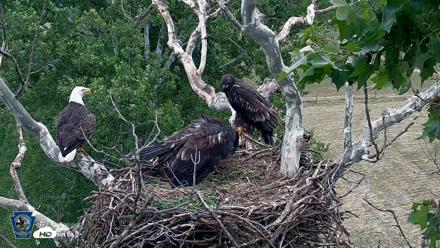 PA Farm Country Eagles Live Cams - Jun 8, 2026, 2:58pm EDT