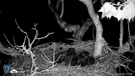 PA Farm Country Eagles Live Cams - May 22, 2026, 9:22pm EDT
