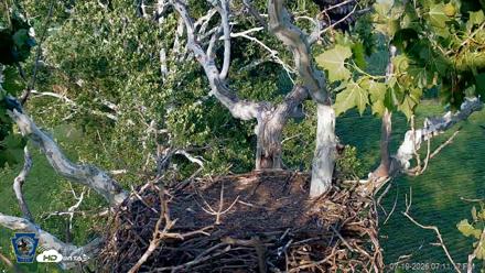 PA Farm Country Eagles Live Cams - Jul 19, 2026, 7:12pm EDT