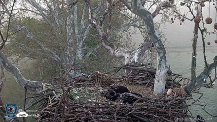 PA Farm Country Eagles Live Cams - Apr 23, 2026, 6:18am EDT