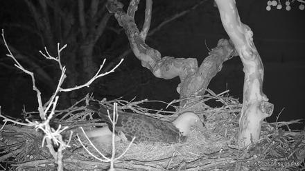 PA Farm Country Eagles Live Cams - Feb 5, 2026, 5:59pm EST