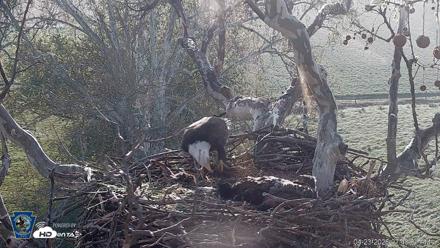PA Farm Country Eagles Live Cams - Apr 23, 2026, 7:49am EDT