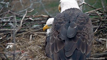 PA Farm Country Eagles Live Cams - Mar 15, 2026, 6:41pm EDT