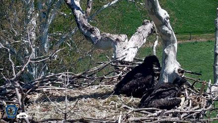 PA Farm Country Eagles Live Cams - Apr 27, 2026, 1:15pm EDT