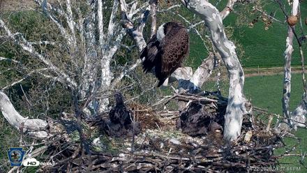 PA Farm Country Eagles Live Cams - Apr 22, 2026, 4:38pm EDT
