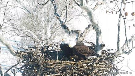 PA Farm Country Eagles Live Cams - Feb 4, 2026, 12:49pm EST