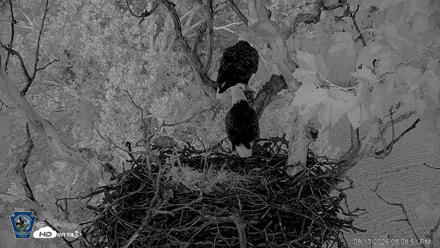 PA Farm Country Eagles Live Cams - Aug 17, 2026, 8:11pm EDT
