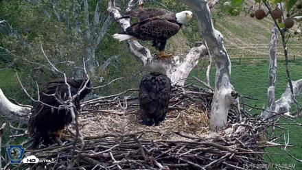 PA Farm Country Eagles Live Cams - May 13, 2026, 11:28am EDT
