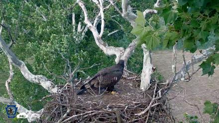PA Farm Country Eagles Live Cams - Jun 25, 2026, 6:39pm EDT