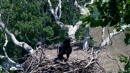 PA Farm Country Eagles Live Cams - Jul 2, 2026, 1:55pm EDT