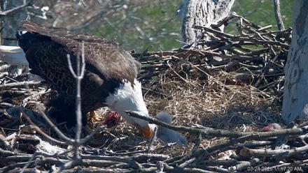PA Farm Country Eagles Live Cams - Mar 24, 2026, 11:18am EDT